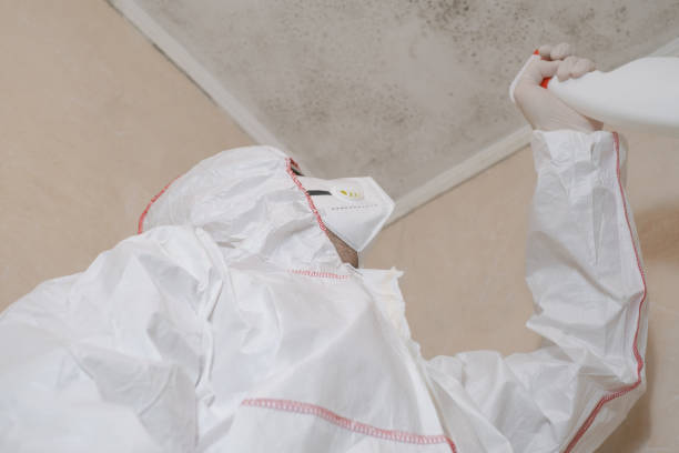 Reliable Greenville, PA Mold Remediation Solutions